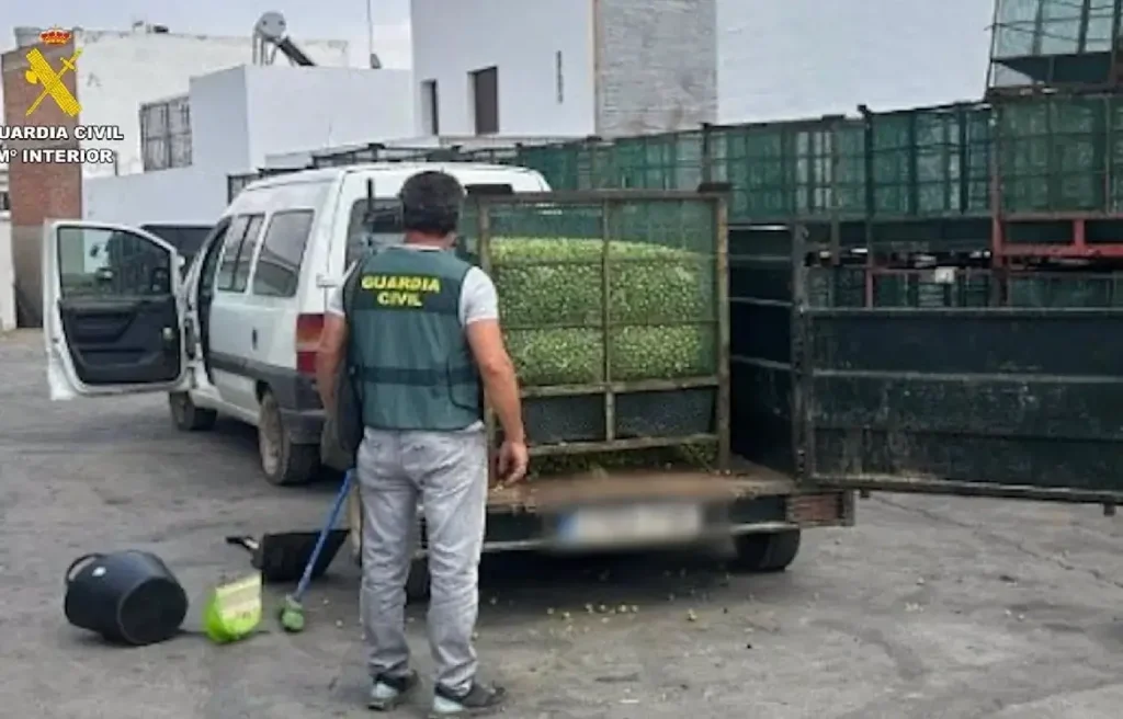 Cuatro detenidos por el robo de 624 kilos de aceitunas