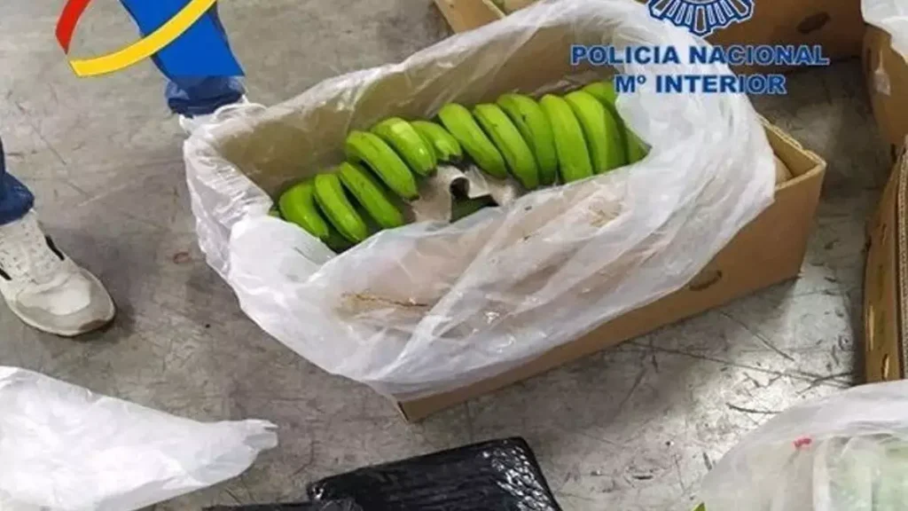 Un cargamento de plátanos en Algeciras escondía 13 toneladas de cocaína, decomiso récord en España